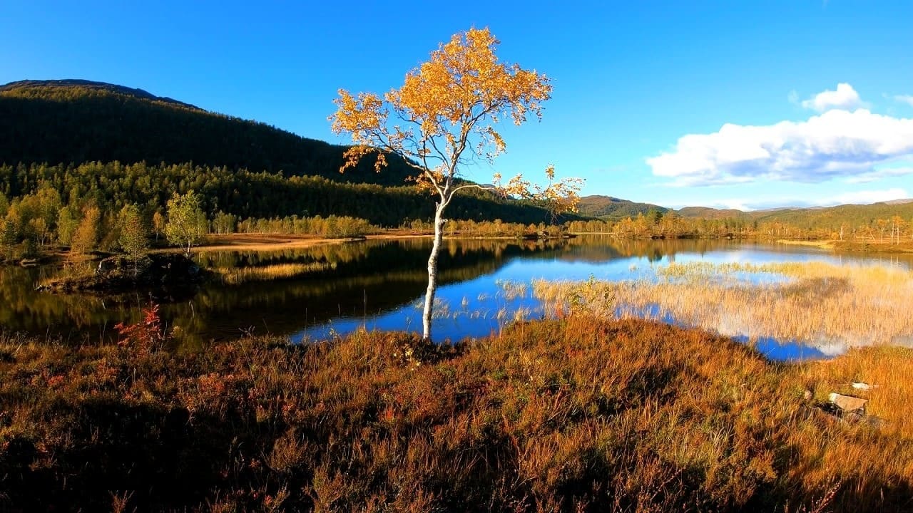 Birds Singing In The Morning Forest Nature Sounds TV