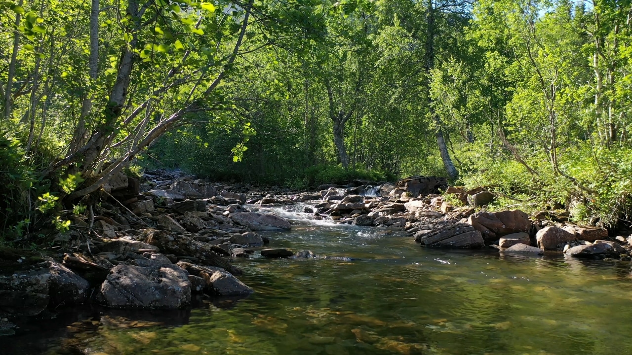 Bird sounds for relaxing your body and mind