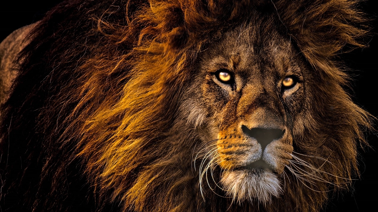 Lion's Roar Sound Effect 